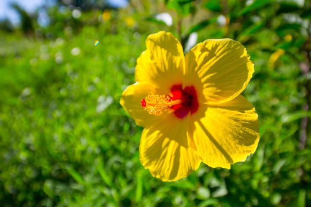 Kirpal Meditation And Ecological Center Pahoa Buitenkant foto