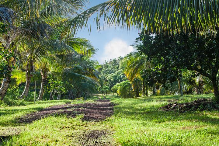 Kirpal Meditation And Ecological Center Pahoa Buitenkant foto