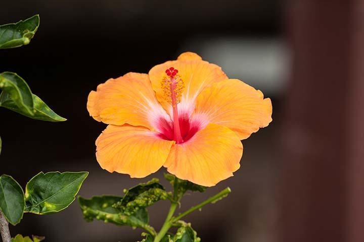 Kirpal Meditation And Ecological Center Pahoa Buitenkant foto
